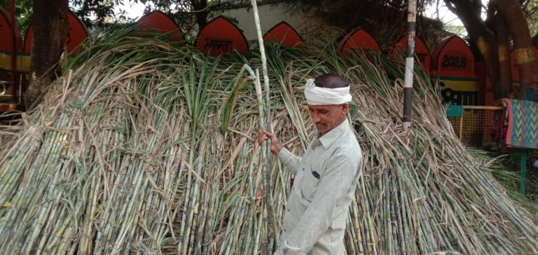 खूब बिक रहे गन्ना, कल मनाई जाएगी देवउठनी एकादशी होगा तुलसी विवाह ,बजने लगेंगीं शहनाइयां