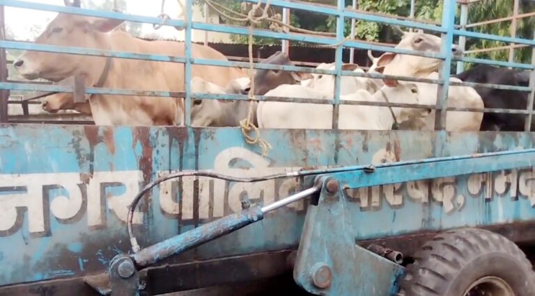 गौ माता को जंगल में छोड़ने वाले अधिकारियों के खिलाफ बजरंग दल का तीव्र विरोध