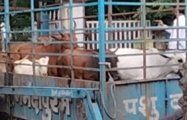 नपा का हांका दल सक्रिय, बेसहारा पशुओं को किया जा रहा गोशाला में शिफ्ट