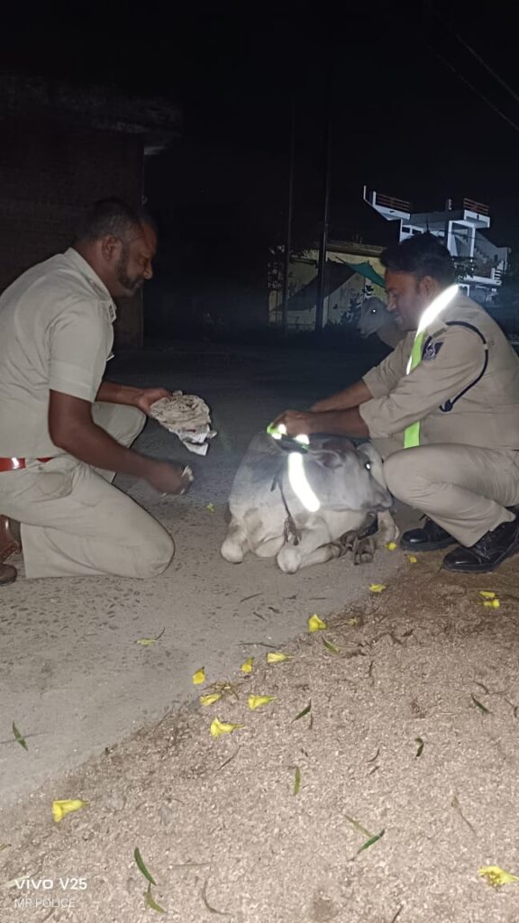 टीकमगढ़ पुलिस का अभिनव प्रयास — अब सड़क हादसों से सुरक्षा के लिए पशुओं के सींगों पर चमकेगा रेडियम