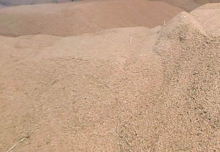 धान उपार्जन वर्ष 2025-26 :4,378 से 49789 मीट्रिक टन धान की खरीदी की गई