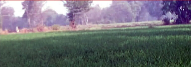 मौसम का दोहरा मापदंड होने के कारण कुछ फसलों का फायदा इसका नुकसान