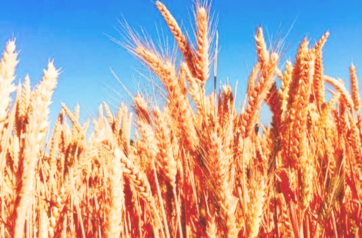 सरवर ना चलने से अनेक किसानों का नहीं हो सका पंजीयन किसानों ने पंजीयन का समय बढ़ाने की, की मांग