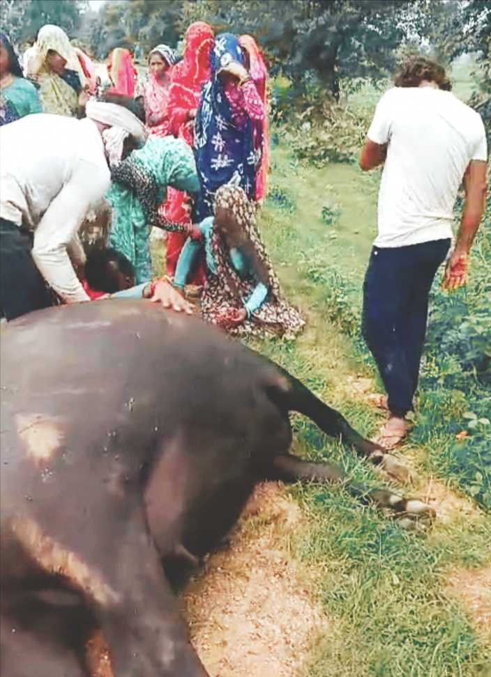 आकाशीय बिजली गिरने से दुधारू भैंस की मौत, किसान परिवार पर टूटा दुखों का पहाड़ कर्ज लेकर खरीदी थी दो लाख की भैंस, मौत के बाद परिवार की आजीविका पर संकट; प्रशासन से आर्थिक सहायता की मांग
